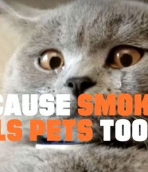 campagne-anti-tabac-lolcat