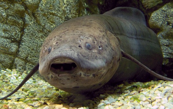 poisson-terreurs-dipneuste poisson-terreurs-dipneuste