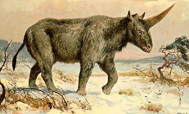 Les Licornes Ont Vraiment Existe Mais Elles Etaient Moins Swag Que Dans Harry Potter