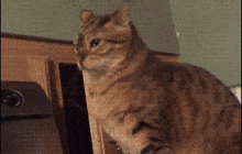cats-sneak cats-sneak