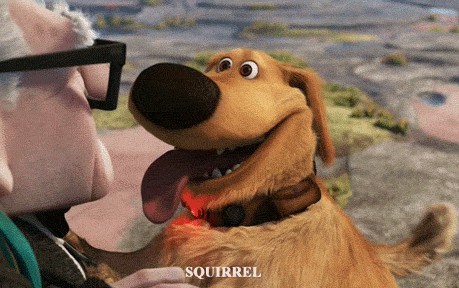 ecureuil ecureuil
