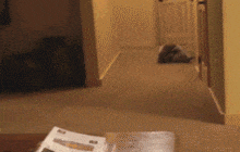 racoon-gif racoon-gif