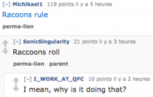 reddit14-raccoon reddit14-raccoon