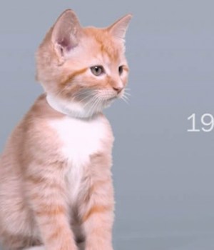 100-years-of-beauty-chatons