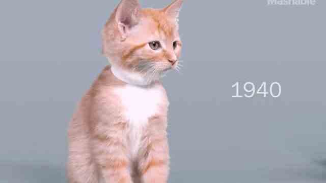 100-years-of-beauty-chatons