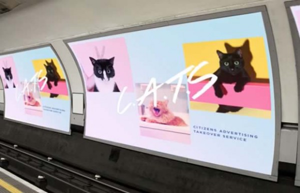 cats cats