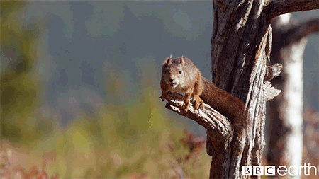 squirrel gif