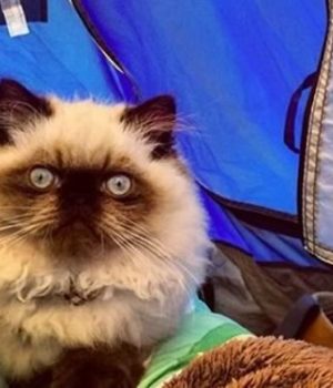 camping-with-cats-instagram