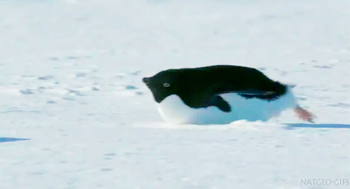 manchot pingouin glisse