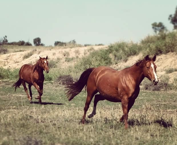 outback-australie-chevaux