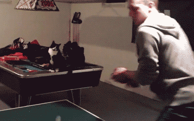 Cat-Ping-Pong-Fistbump