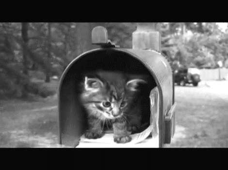 cat-mailbox