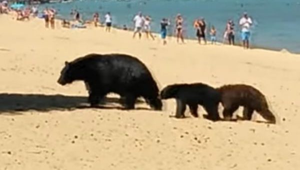 famille-ours-plage