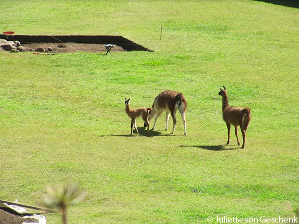 Machu-Picchu-3