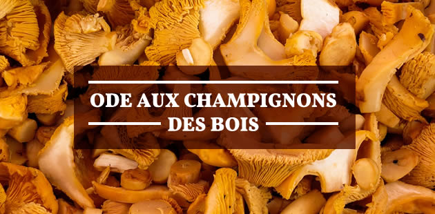 big-champignons-des-bois