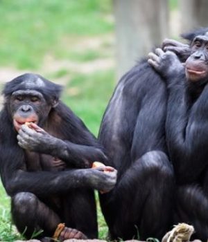 bonobos-vie-sexuelle