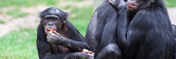 bonobos-vie-sexuelle