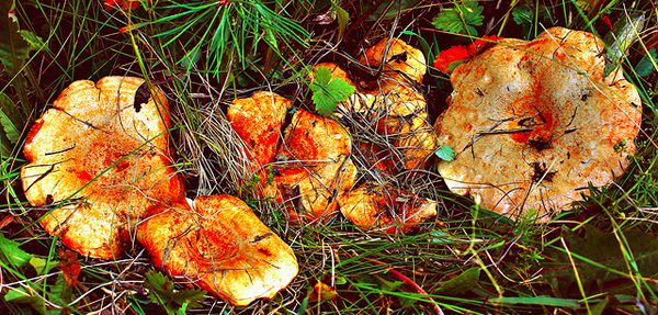 champignons-bois