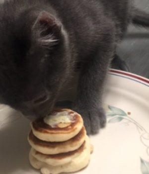 chaton-pancakes-mignon