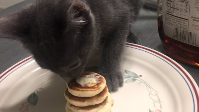 chaton-pancakes-mignon