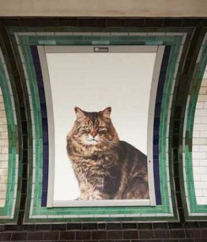 chats-pubs-metro-londonien