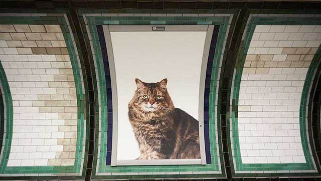 chats-pubs-metro-londonien