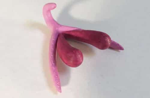 clitoris-3d