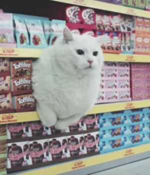 chats-supermarche-pub