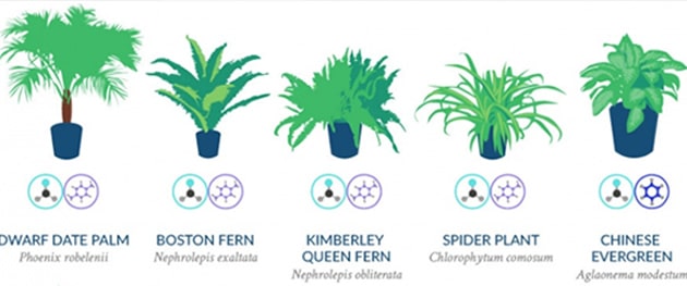 infographie-plantes-depolluantes