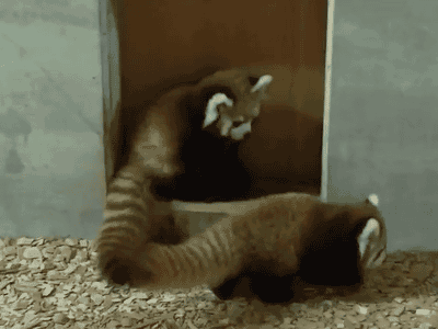 panda-roux-surpris