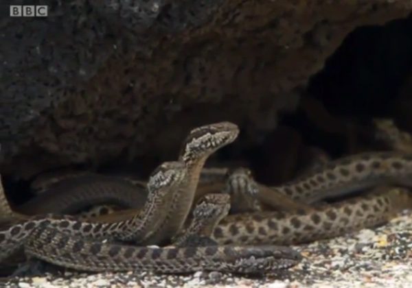 snake-iguane