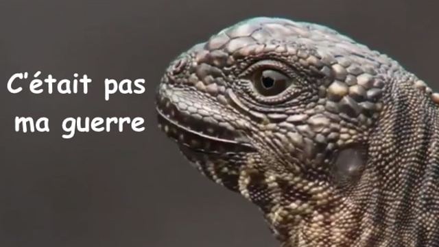 video-iguane-serpents-bbc