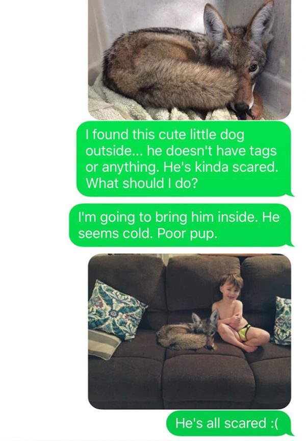 chien-coyote-wtf-1 chien-coyote-wtf-1