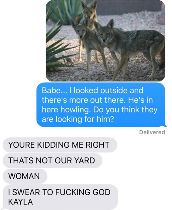 chien-coyote-wtf-12 chien-coyote-wtf-12