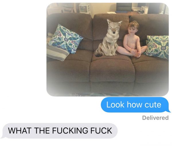 chien-coyote-wtf-7 chien-coyote-wtf-7