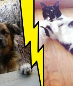 clash-chat-contre-chien