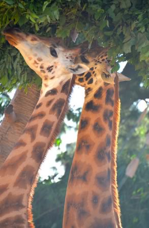 girafe girafe