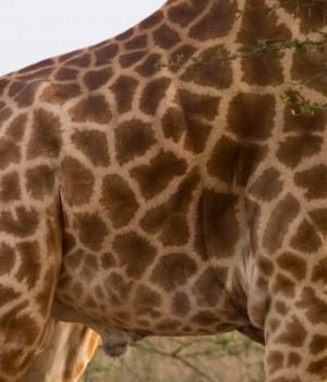 girafes-menacees-d-extinction