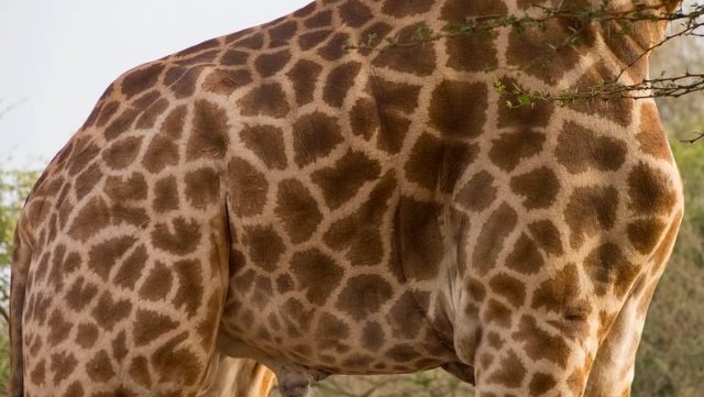 girafes-menacees-d-extinction