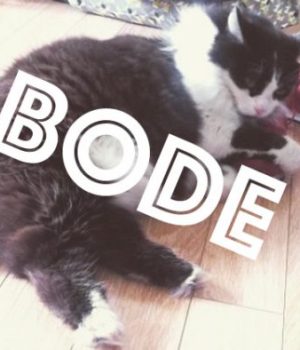 meme-chats-bode