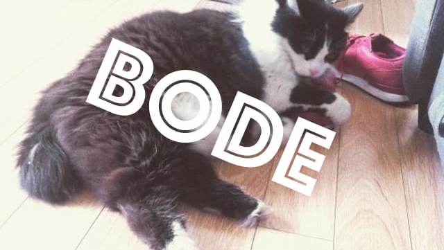 meme-chats-bode