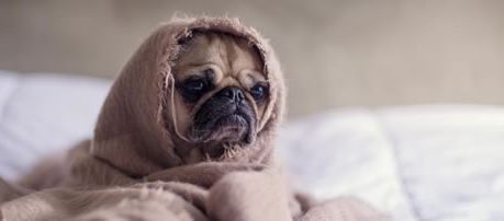 chien-triste-lit chien-triste-lit