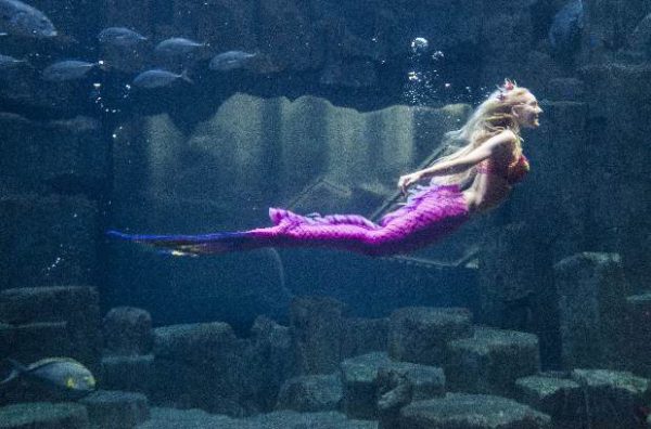 claire-aquarium-roberto-d-alessandro claire-aquarium-roberto-d-alessandro