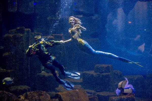 claire-sirene-aquarium-roberto-d-alessandro claire-sirene-aquarium-roberto-d-alessandro