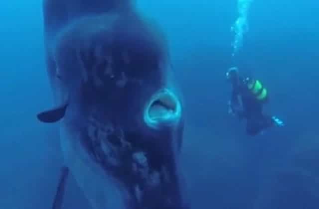 poisson-lune-geant