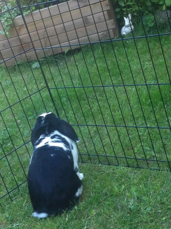 pongo_le_lapin_confronta_a_un_amour_impossible_par_aurc%e2%95%a0olie1