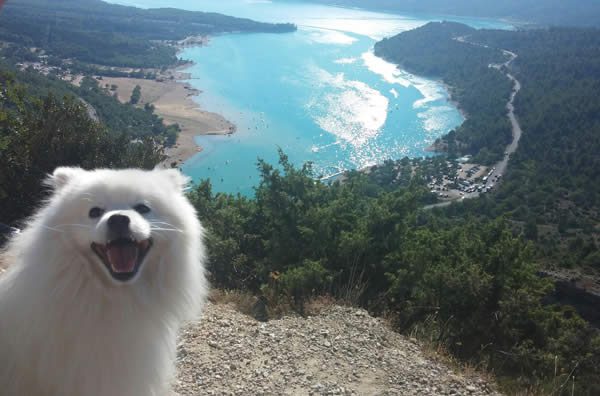 spitz_japonais_devant_lac_de_sainte_croix_par_fabienne1