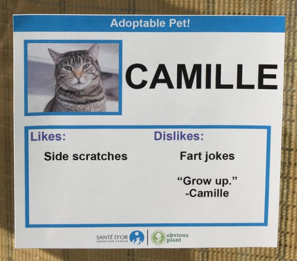 chat-camille chat-camille