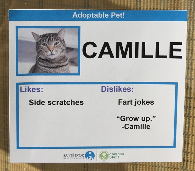 chat-camille