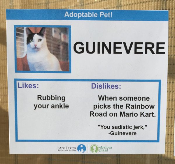 chat-guinevere